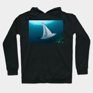 Manta ray (C002/9079) Hoodie